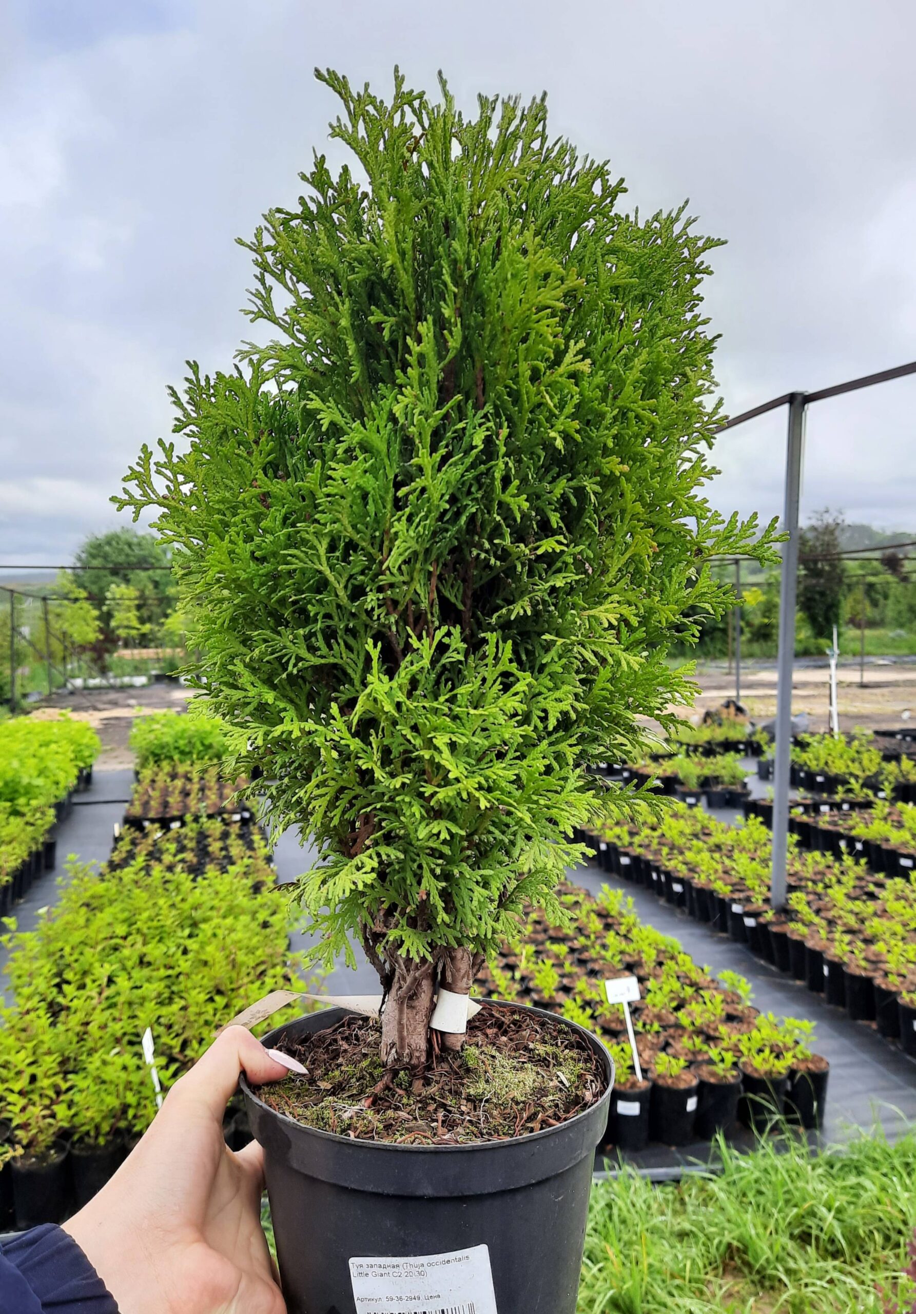Туя западная Литтл Гиант (Thuja occidentalis Little Giant) C2/20-30 ...