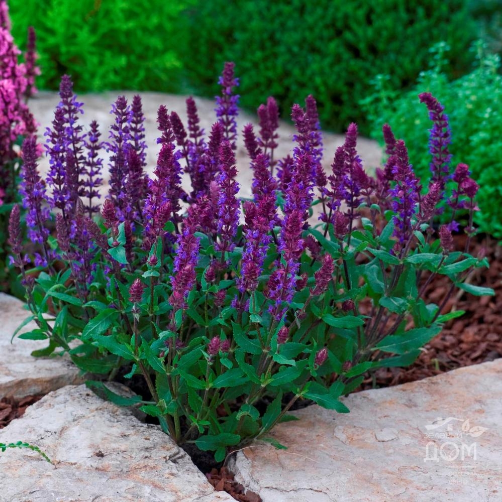 Шалфей Дубравный (Salvia nemorosa `New Dimension Blue`)